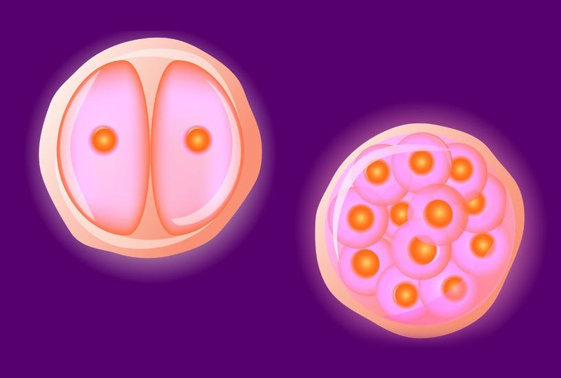 Edd egg health treatment